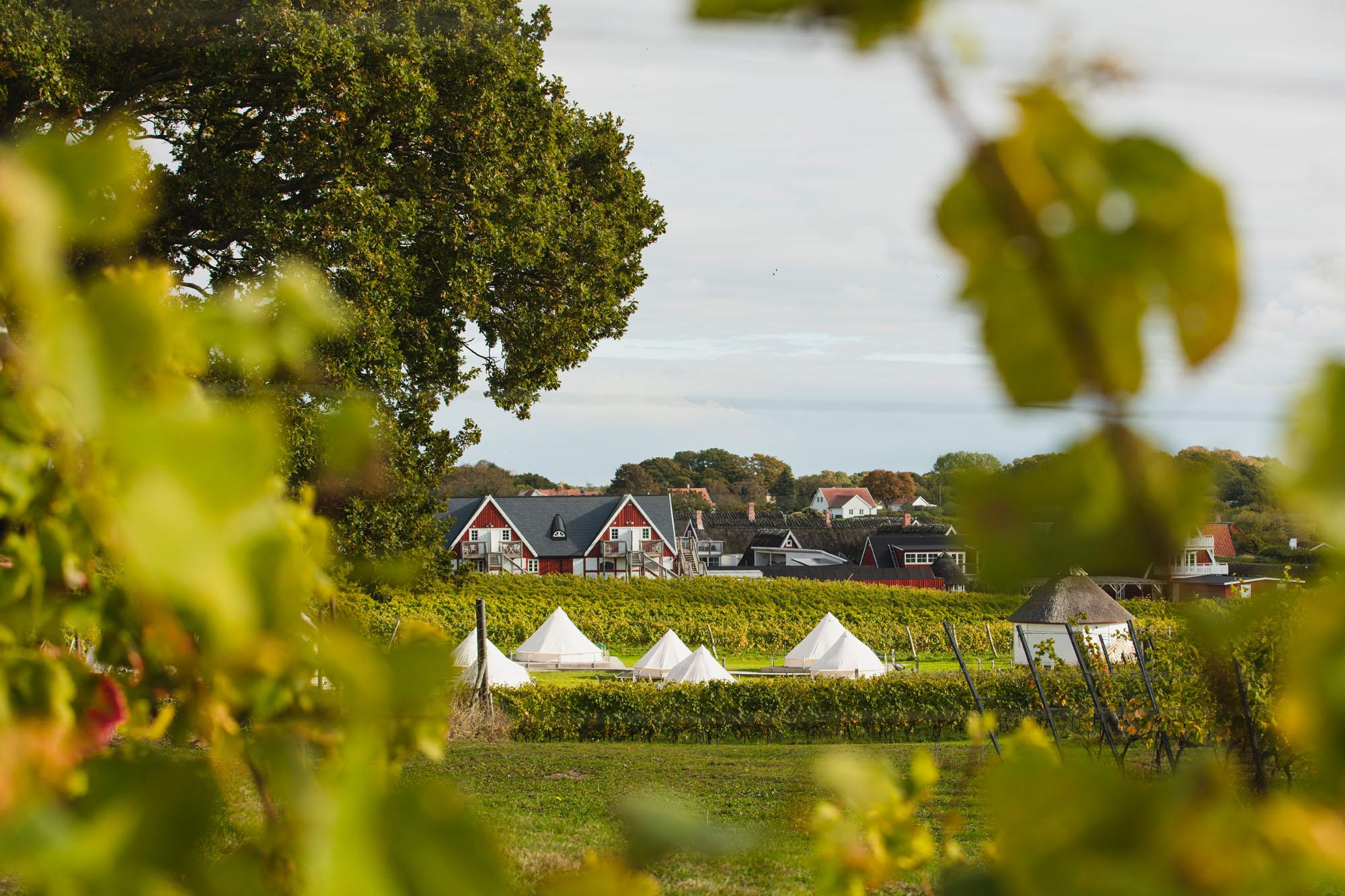 Vita tält bland vinrankorna vid Arilds Vingård, sett genom vinlöv